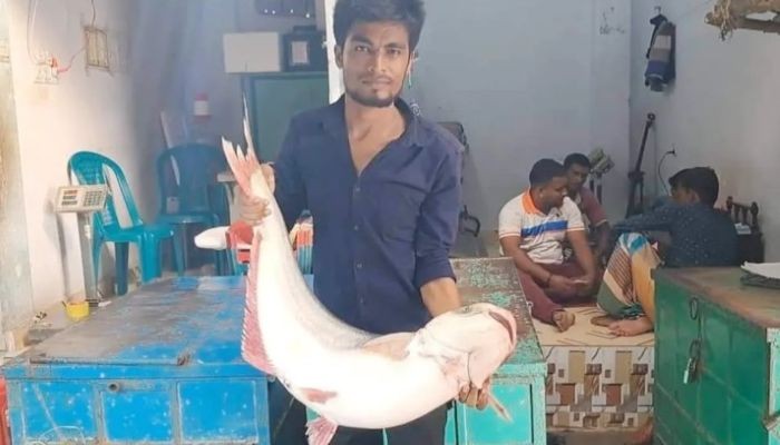 ইলিশের বদলে পাঙাশে ভাগ্য খুলছে চাঁদপুরের জেলেদের