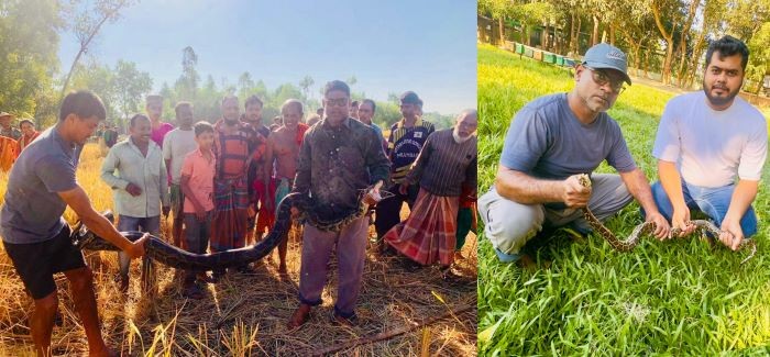 একই দিনে শ্রীমঙ্গলে দুই স্থানে অজগর উদ্ধার, বন্যপ্রাণী সেবা ফাউন্ডেশনের দ্রুত তৎপরতা