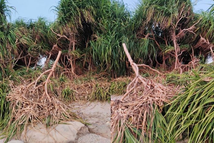 সেন্টমার্টিনে কেয়াগাছ কেটে রিসোর্ট নির্মাণের দায়ে মামলা