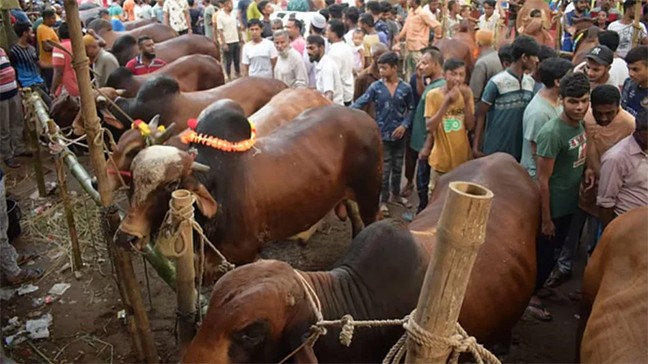 কার সঙ্গে ভাগে কোরবানি দেওয়া যাবে না?