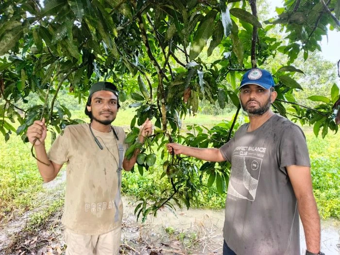 ফরিদপুরে বেকারত্ব থেকে স্বাবলম্বী জাকির, আমবাগানেই কর্মসংস্থান ৭ যুবকের